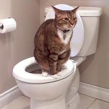 Как приучить котенка к туалету